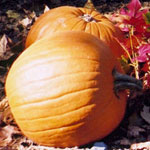 fall_pumpkins.jpg