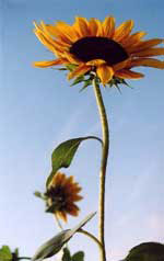 sunflower1.jpg