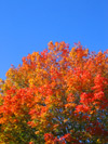 autumn_tree.jpg
