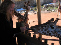 feeding_giraffe.jpg