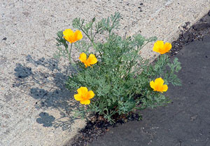 flower_sidewalk_crack.jpg