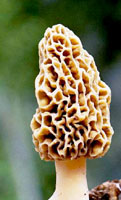 morel_mushroom.jpg