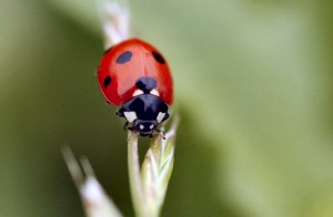 ladybug1