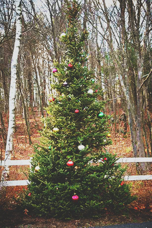 outdoor-christmas-tree