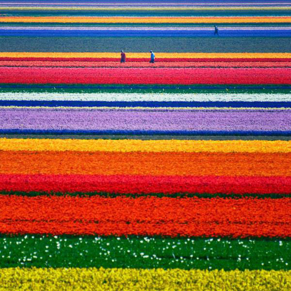 tulips-field