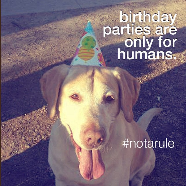 pet-birthdays