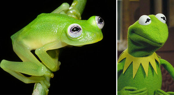 real-kermit