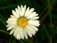 daisy-1.jpg