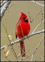 northern_cardinal.jpg